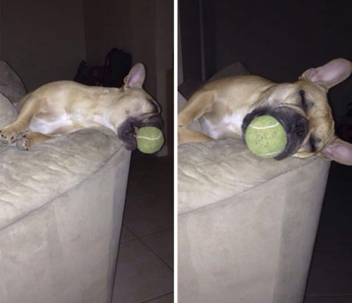 brown and white french bulldog laying sideways on a brown sofa sleeping with a yellow tennis ball inside the mouth