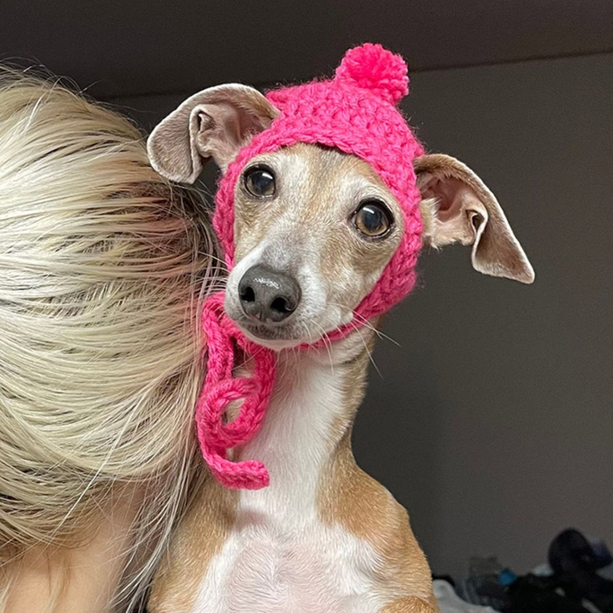 brown and white greyhound wearing a bright pink crocheted hat with a pom pom on top being held by someone