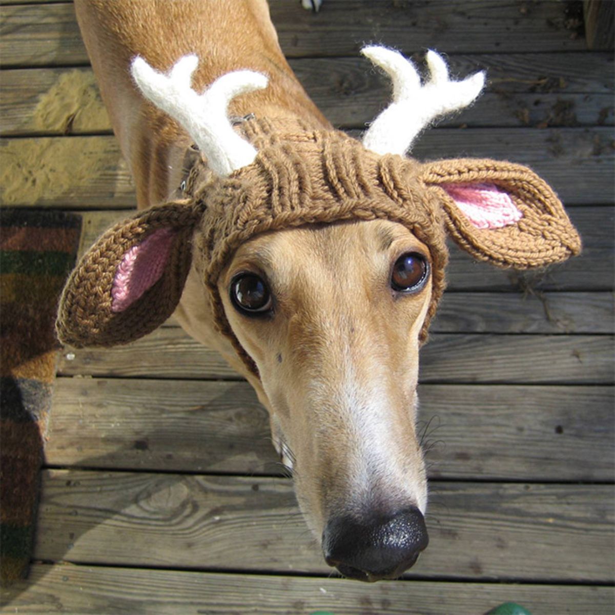 brown and white greyhound wearing a crocheted reindeer hat