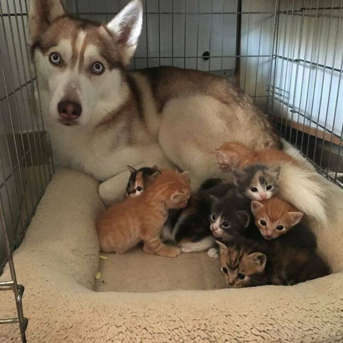 brown and white husky inside a cage with 3 orange kittens, 3 black orange and white kittens and and 1 black and white kitten