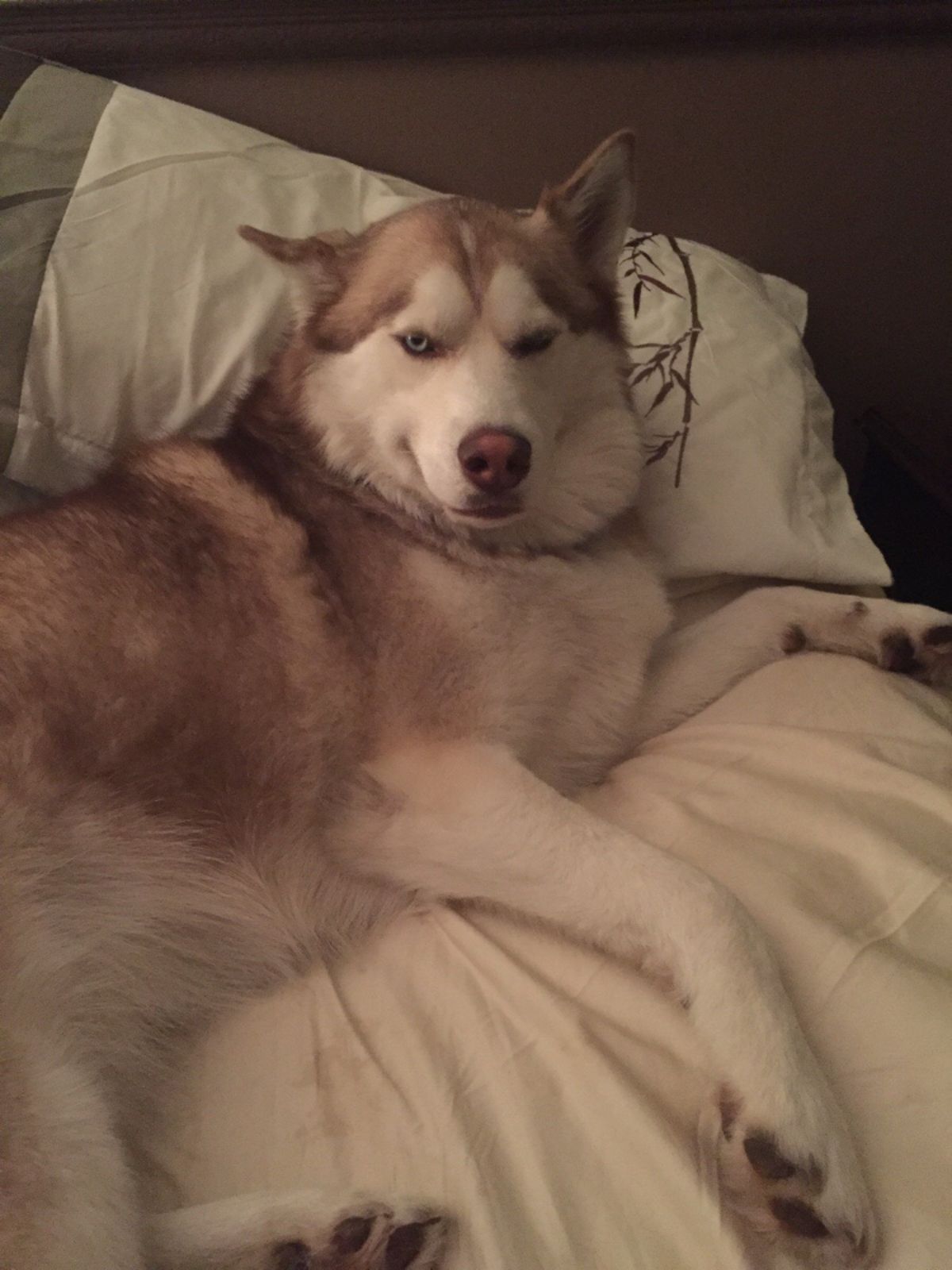 brown and white husky laying on a white bed looking smug