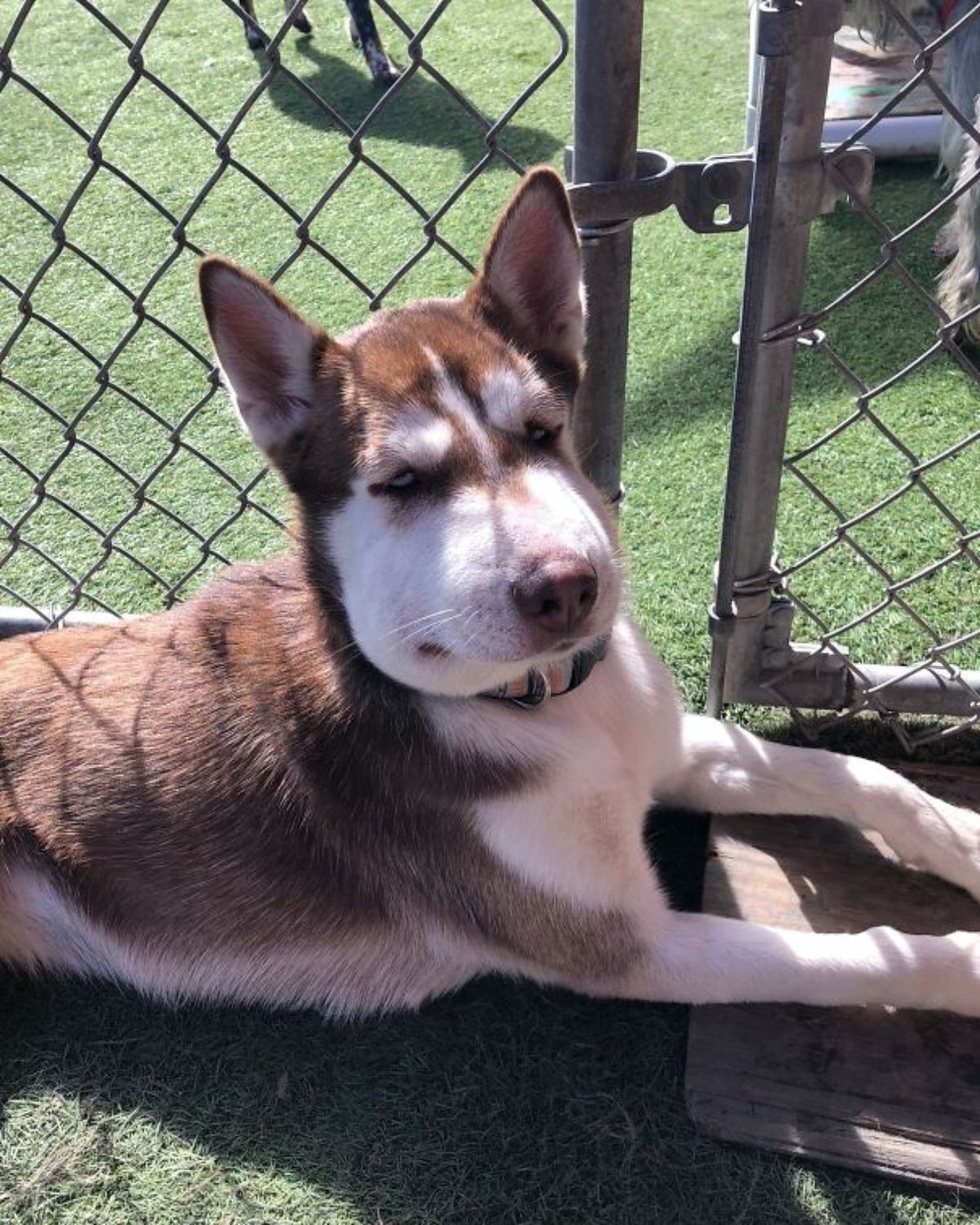 brown and white husky laying on grass with a swollen mouth
