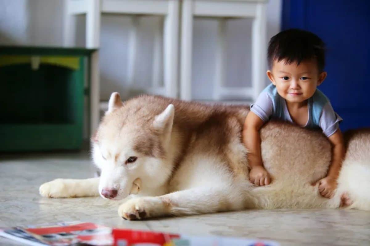 brown and white husky laying on the floor with a little boy laying over the dog's back