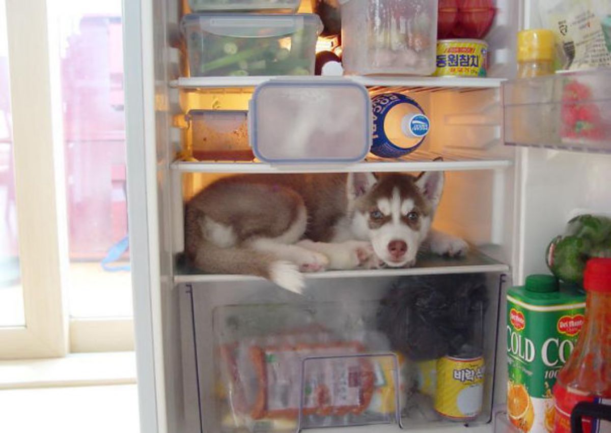 brown and white husky puppy laying in shelf inside a refrigerator