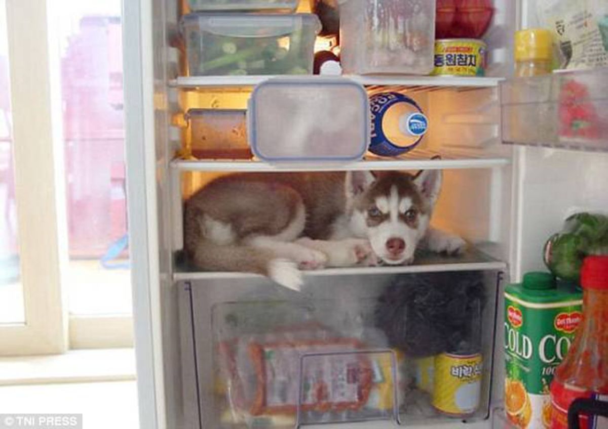 brown and white husky puppy laying on a shelf inside a fridge
