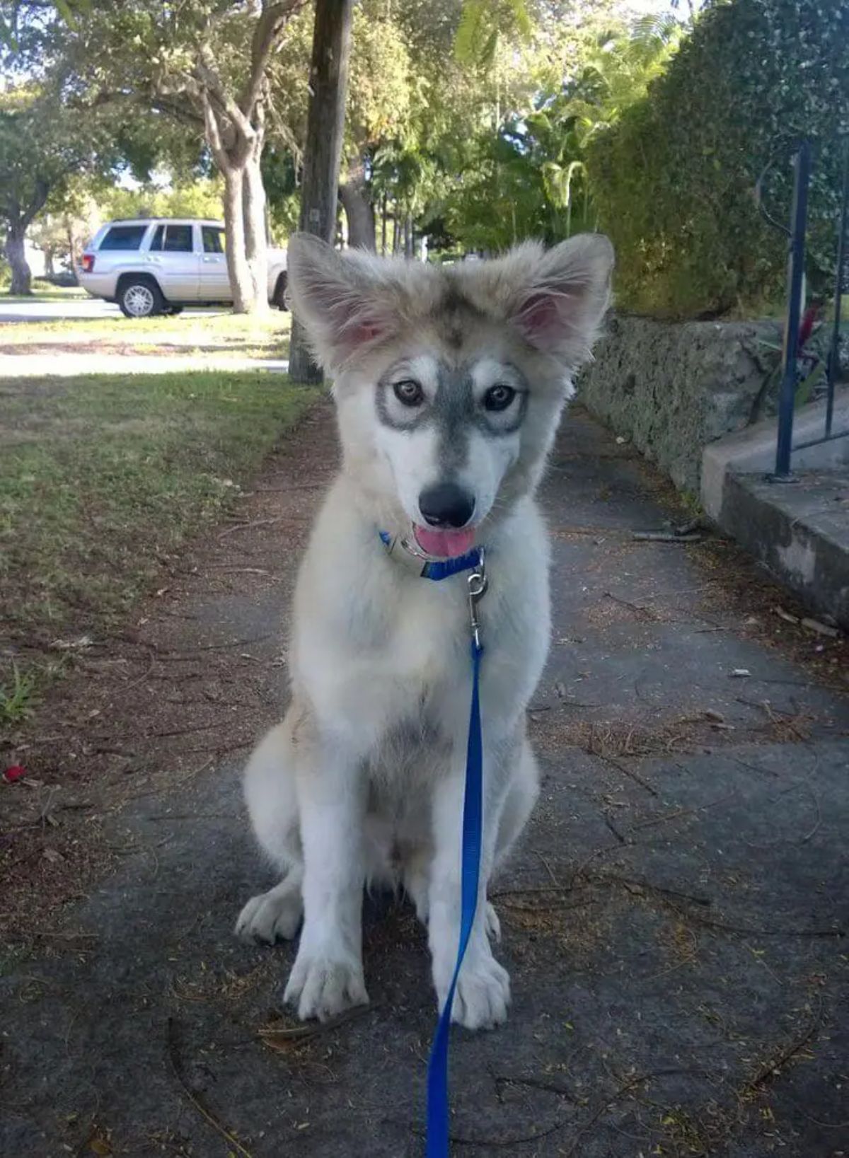 brown and white husky sititng on road with black rings around the eyes