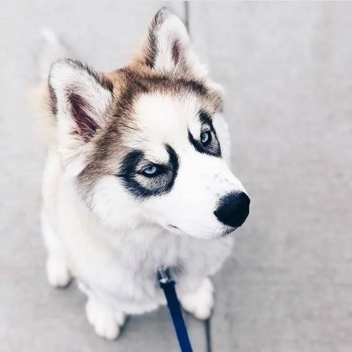 brown and white husky with black ring markings around the eyes