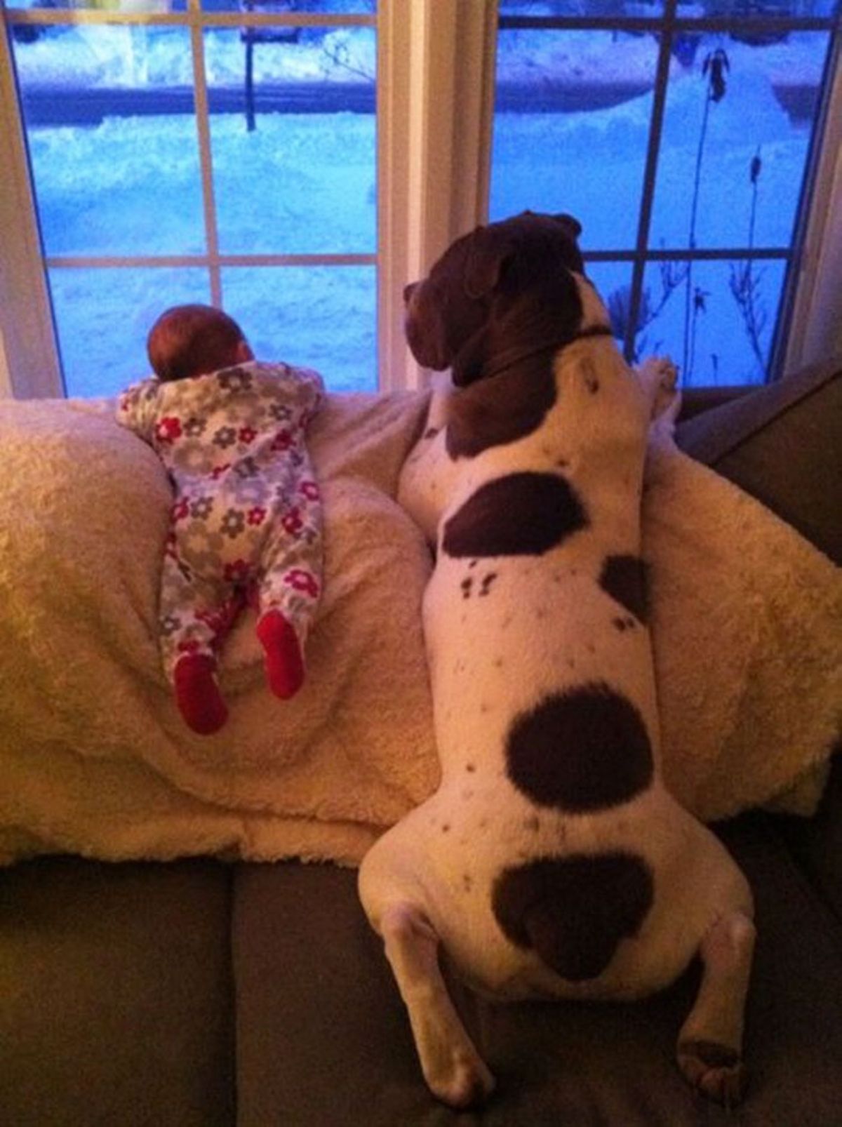 brown and white large dog and baby laying belly down on a white blanket on brown sofa looking out of a window