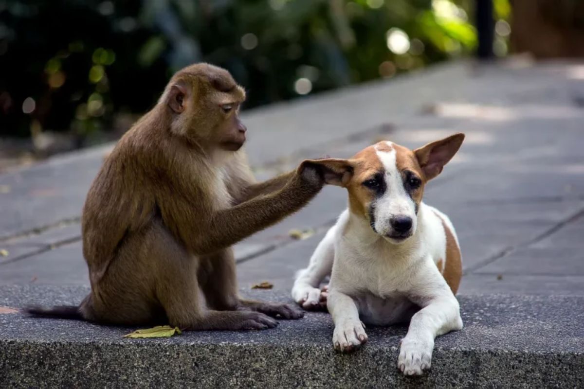 brown and white monkey playing with a brown and white dog's ear
