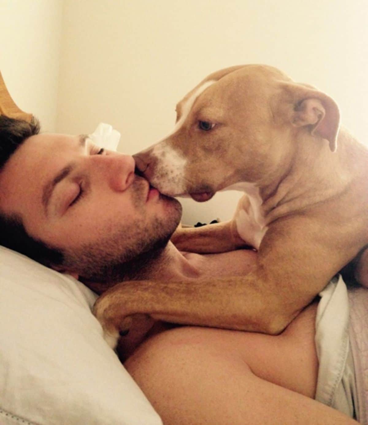 brown and white pitbull laying on a man laying on bed and the dog has its mouth on the man's mouth