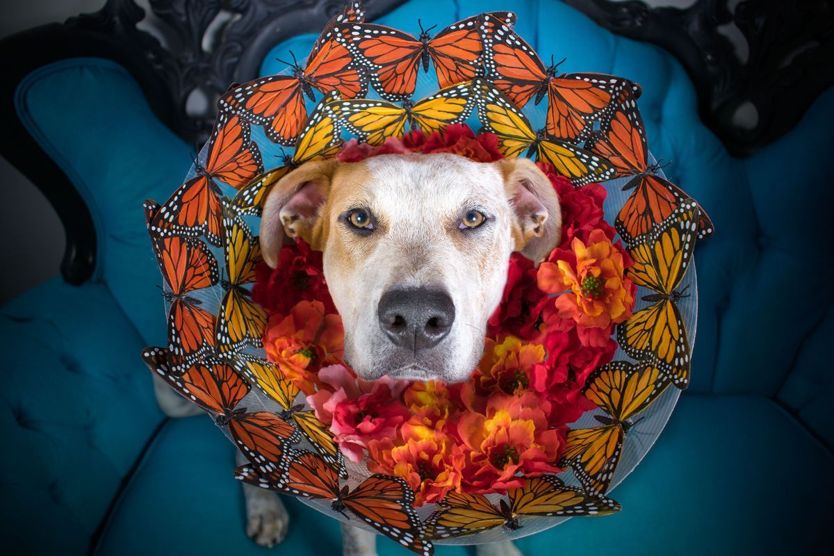 brown and white pitbull on a blue and black chair wearing elizabethan cone with orange and black and yellow and black butterflies and red, orange and yellow flowers
