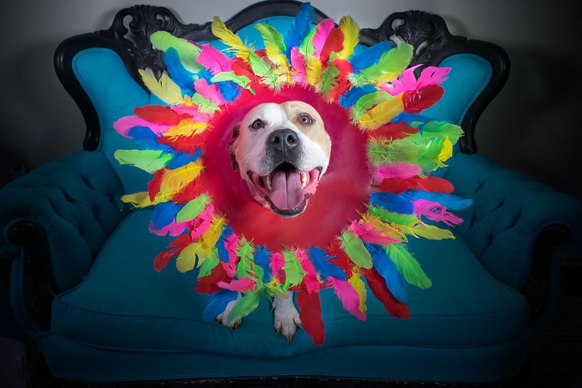 brown and white pitbull on a blue and black chair with an elizabethan collar with colourful feathers in it
