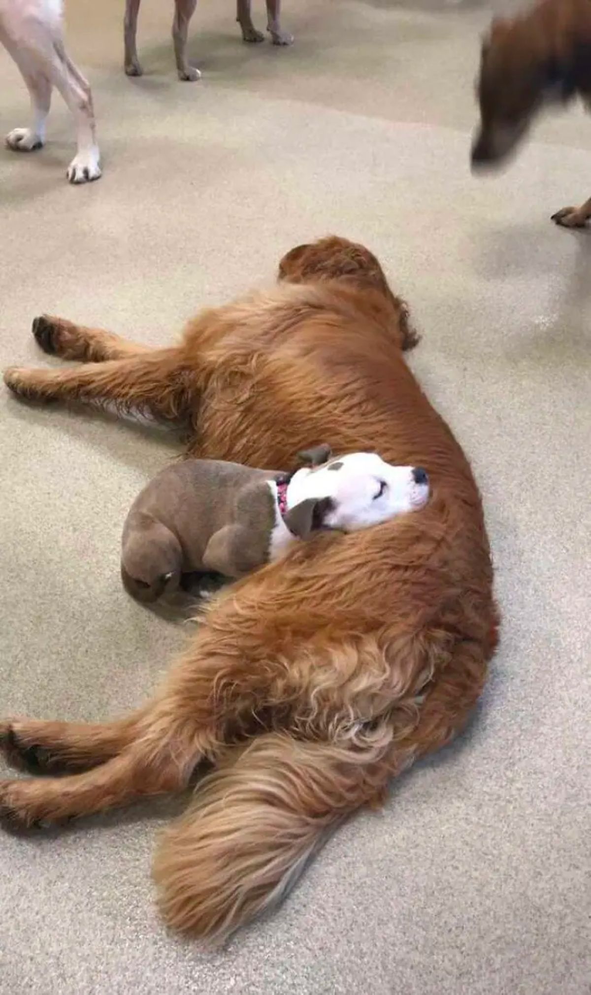 brown and white pitbull puppy laying head on golden retrievers stomach and both are sleeping