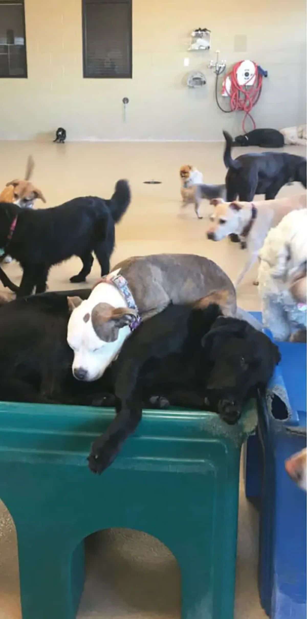 brown and white pitbull puppy laying on a black dog laying on a green plastic slide with other dogs hanging around
