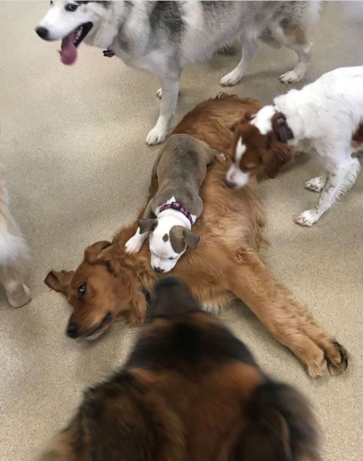 brown and white pitbull puppy laying on a golden retriever laying on the floor with black and white dog sniffing the puppy and other dogs hanging around