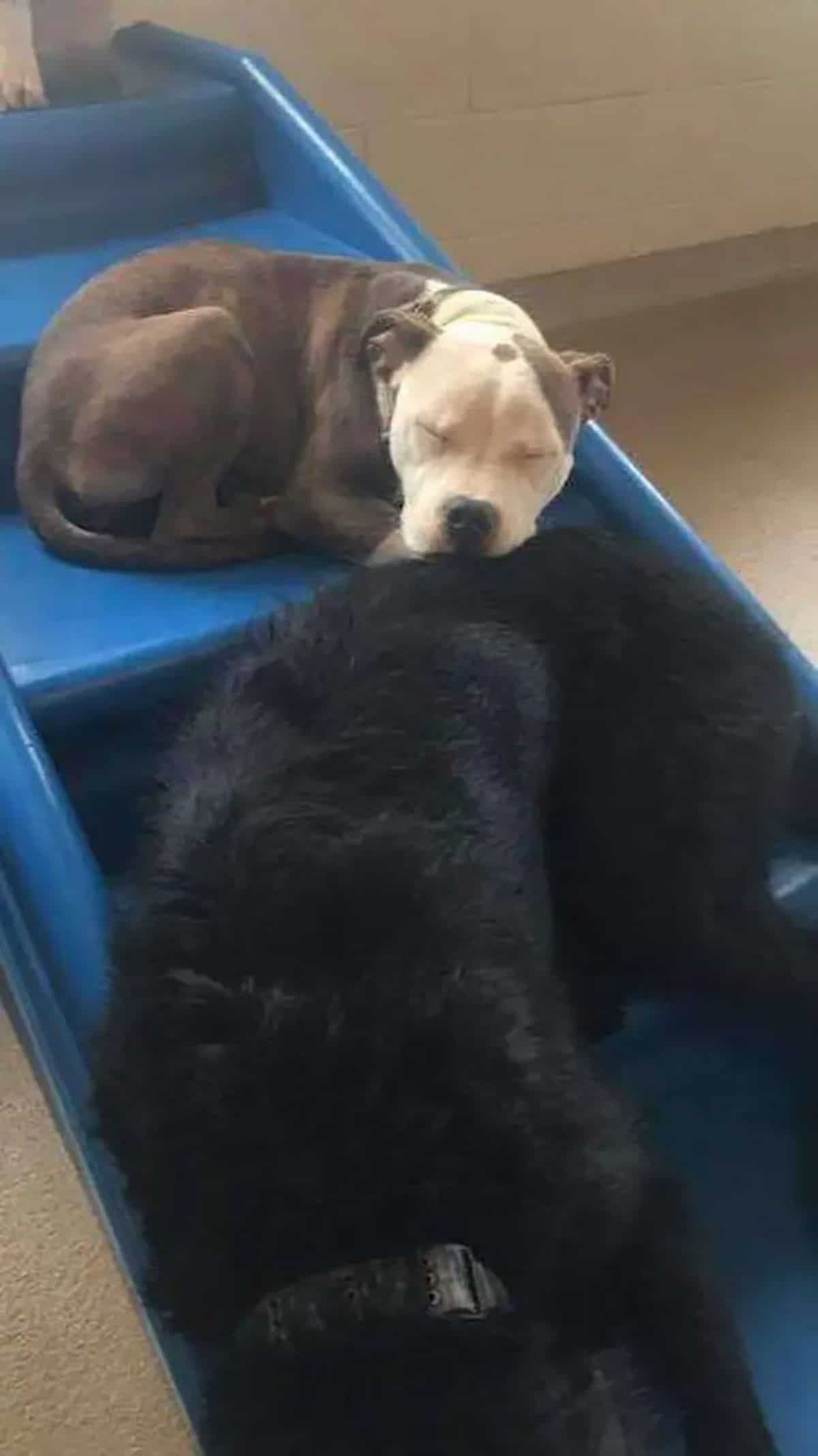 brown and white pitbull puppy sleeping on a blue step above a black dog with the nsoe pressing against the black dog's back