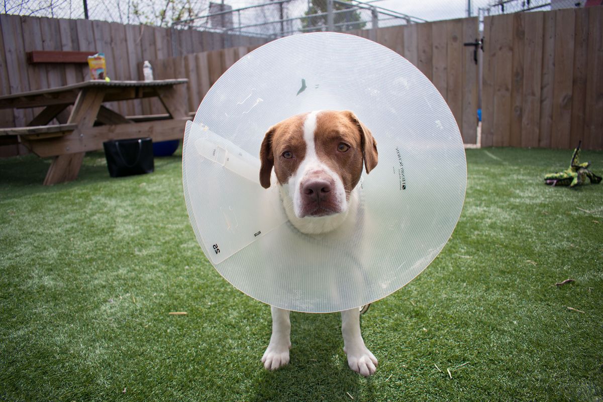 brown and white pitbull standing on grass wearing plastic elizabethan cone