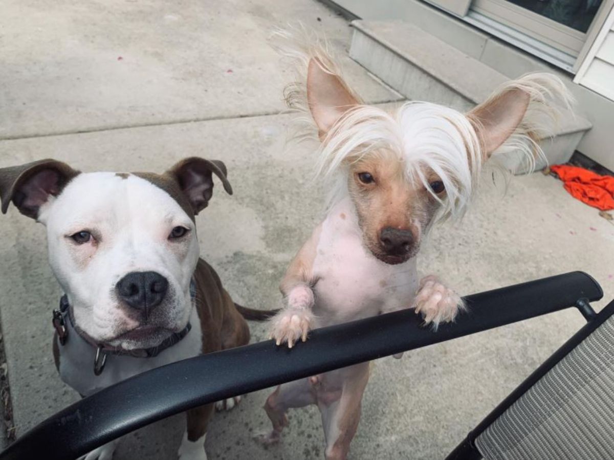 brown and white pitbull with a hairless dog with white hair on the head standing on hind legs