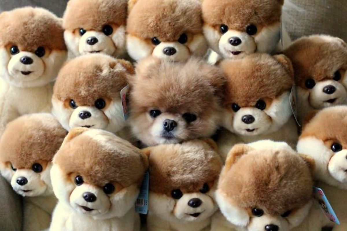 brown and white pomeranian in the middle of a bunch of brown and white pomeranian stuffed toys