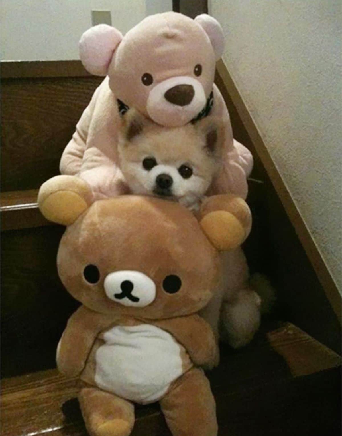 brown and white pomeranian on stairs between 2 large brown teddy bears