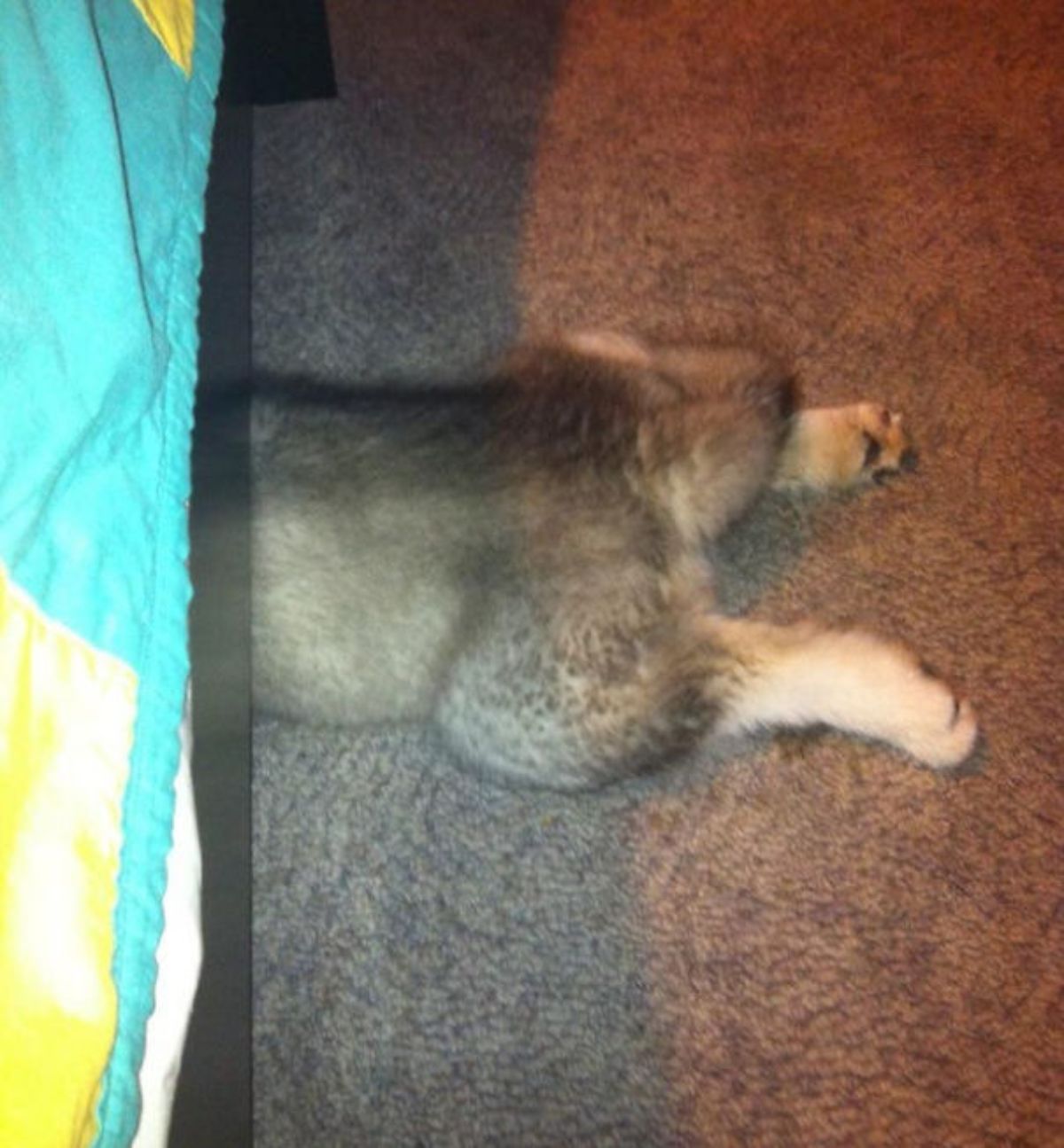 brown and white puppy laying on the floor with the front half of the body under a bed
