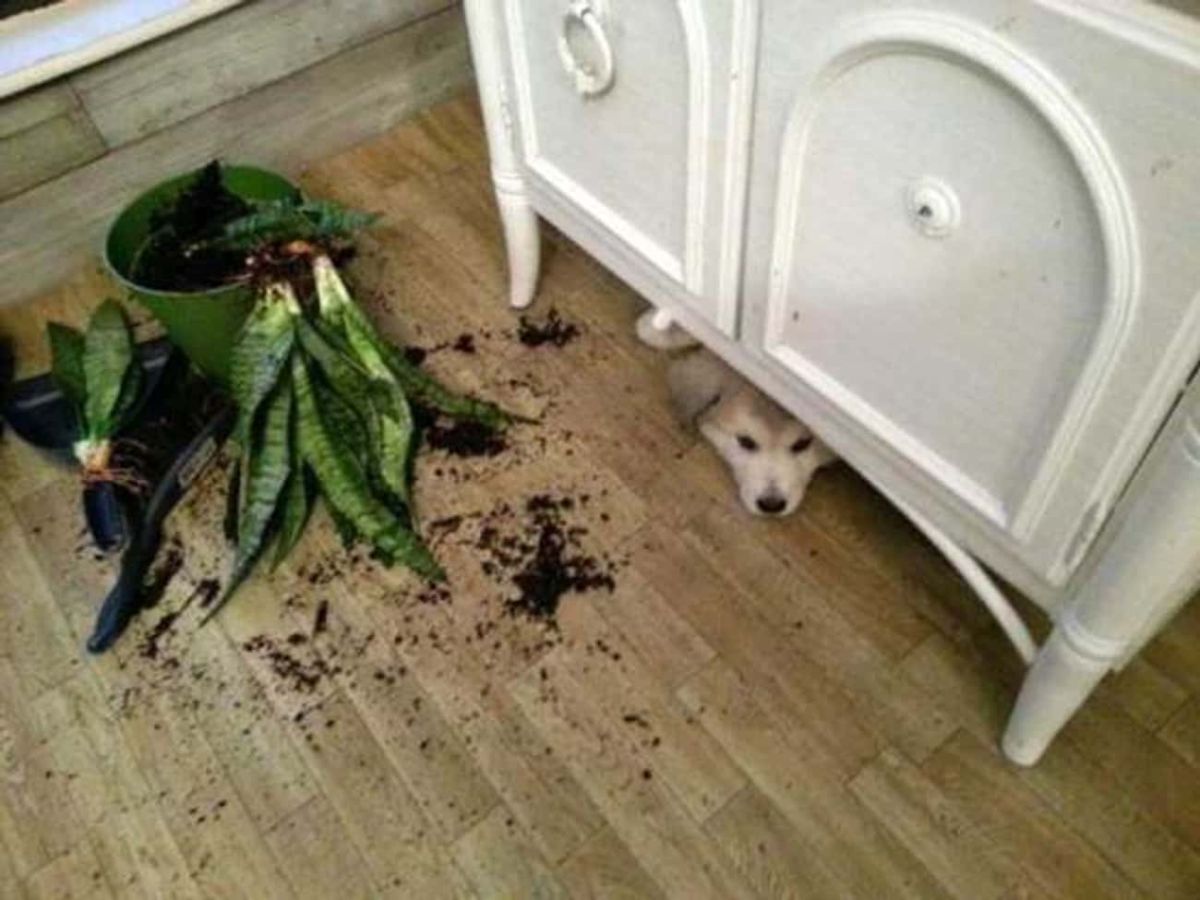 brown and white puppy under a white cabinet with only the face showing next to a destroyed plant in a pot with soil everywhere