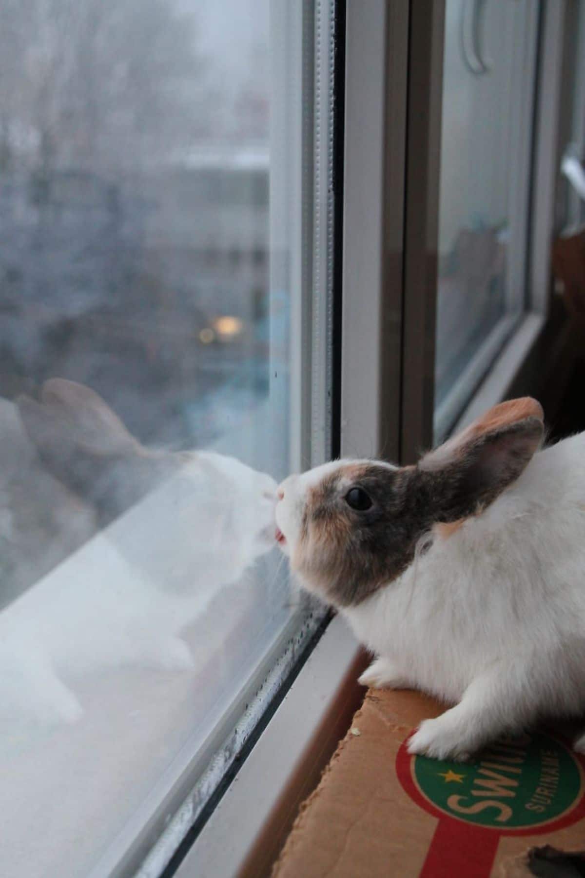 brown and white rabbit licking a glass window