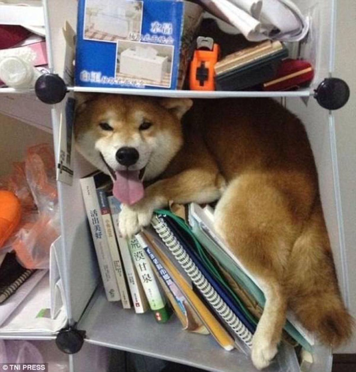 brown and white shiba inu in a small bookshelf on top of some books