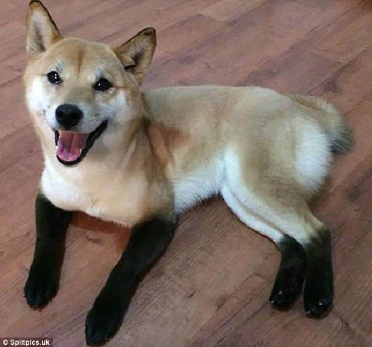 brown and white shiba inu laying on floor with black front legs and the back legs black halfway from the bottom