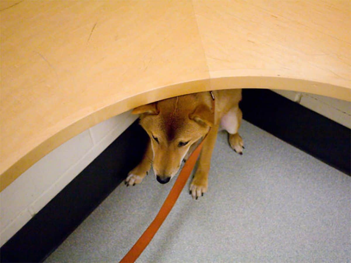 brown and white shiba inu on orange leash hiding under a brown curved table