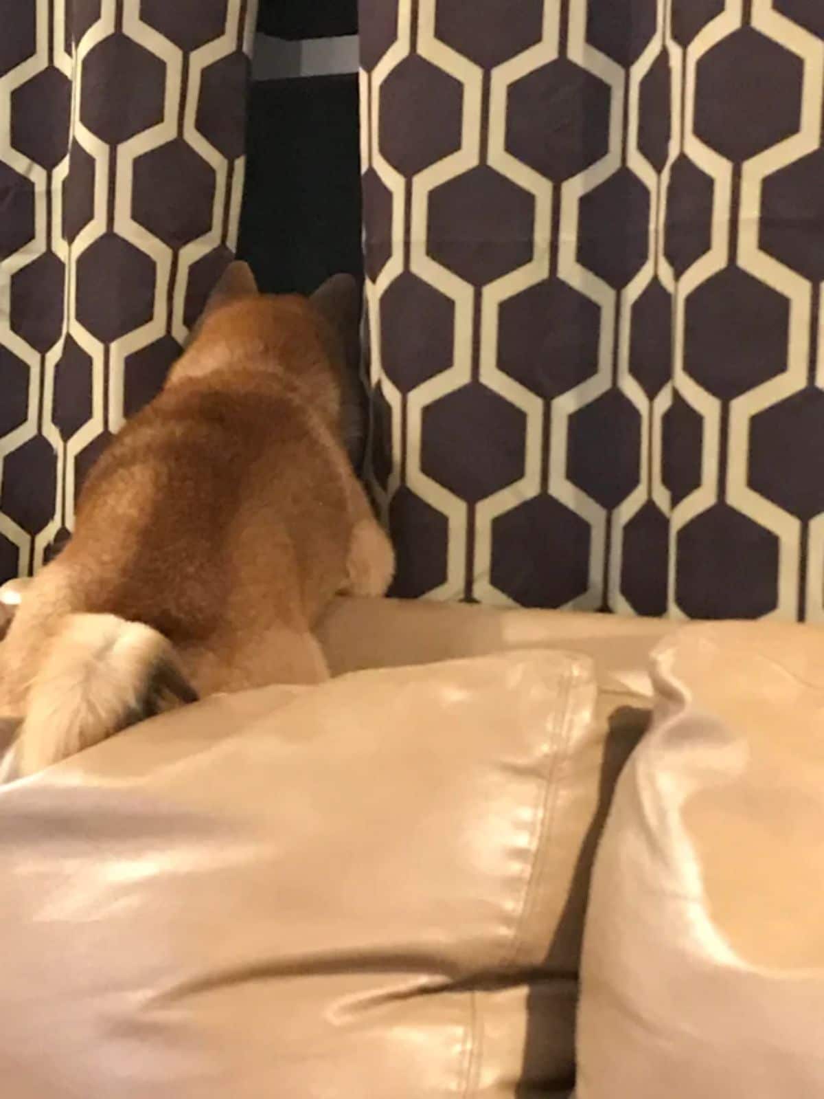 brown and white shiba inu perching on a brown sofa peeking out a window between 2 brown and white curtains