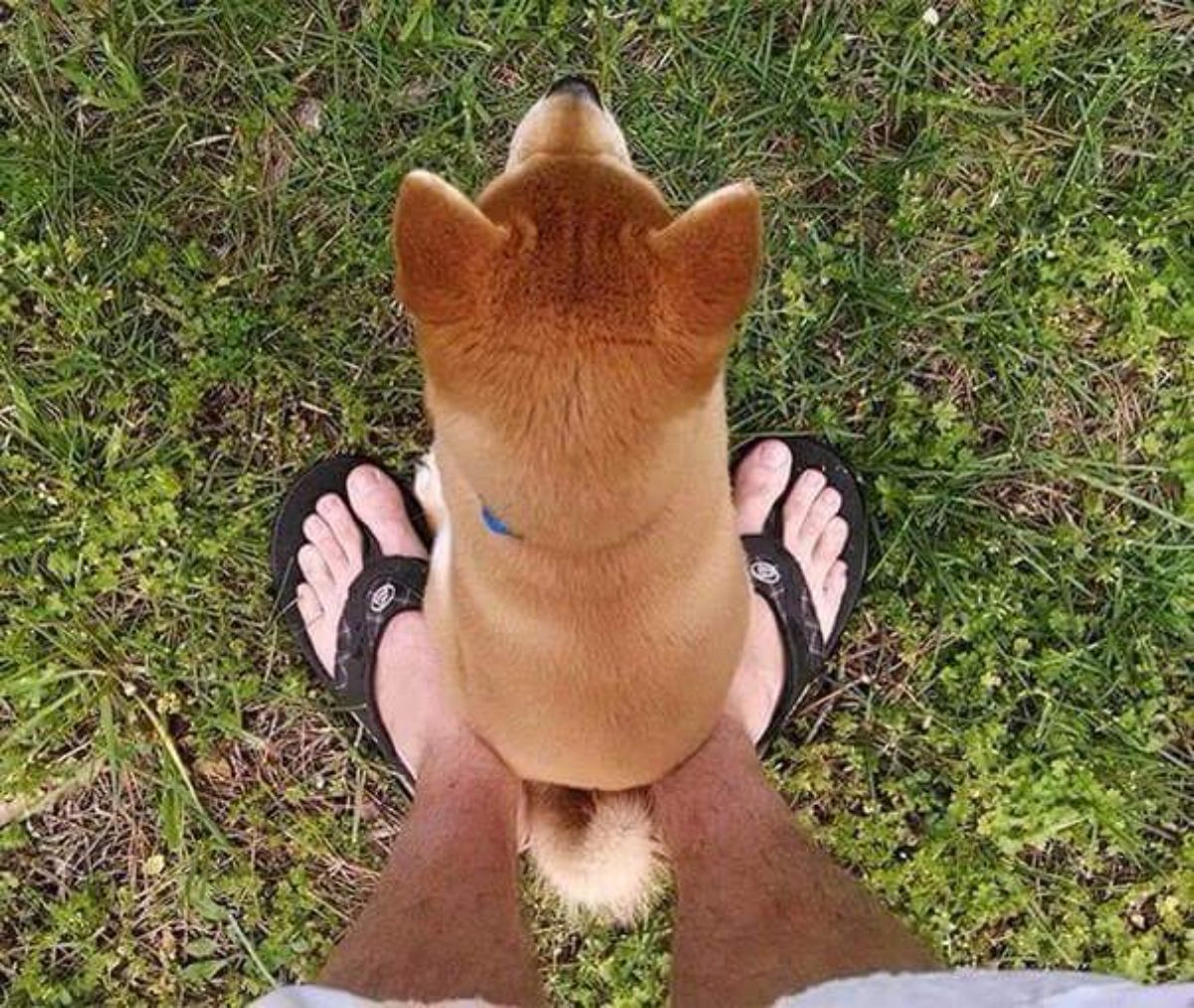 brown and white shiba inu sitting on a person's feet