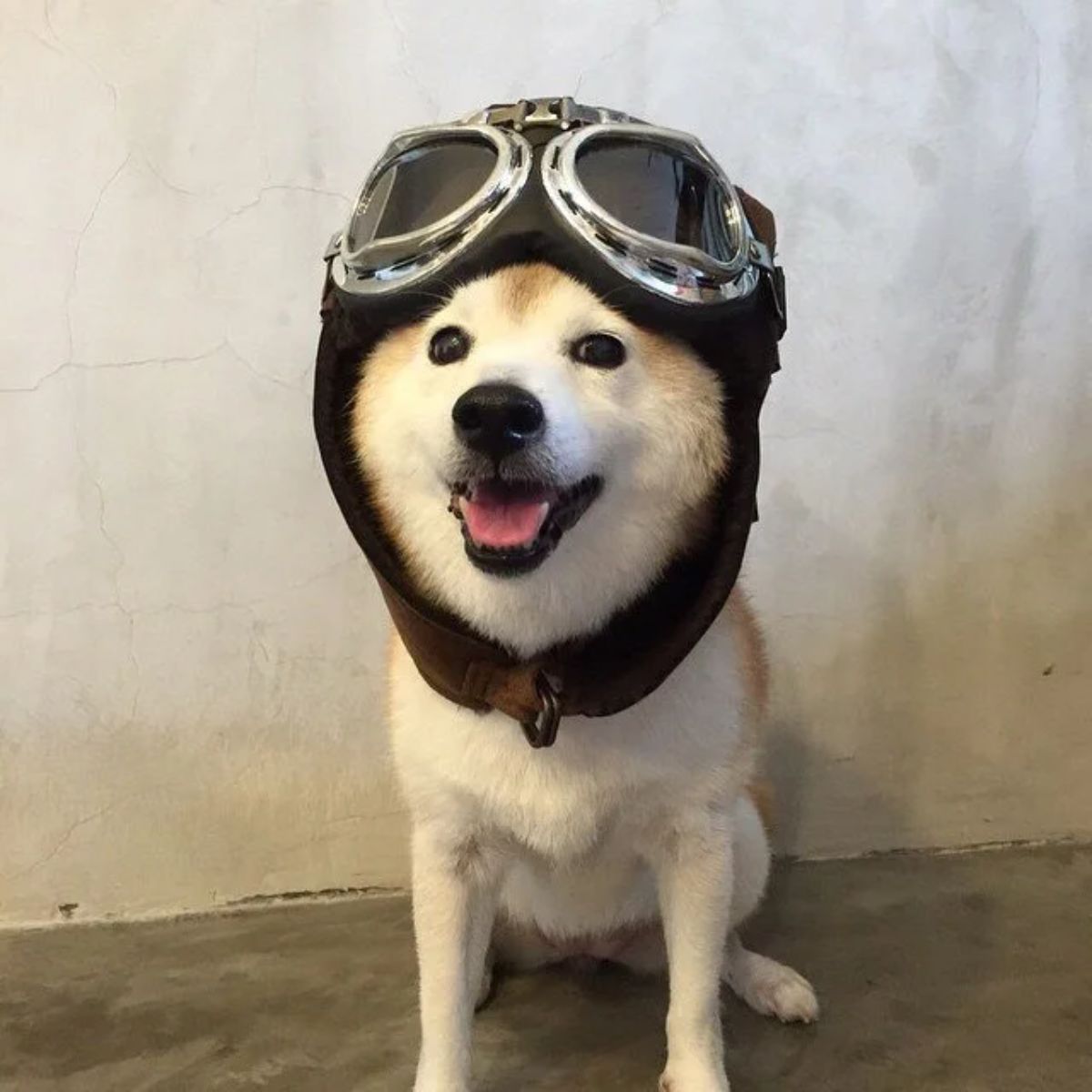 brown and white shiba inu sitting with pilot goggles on the head
