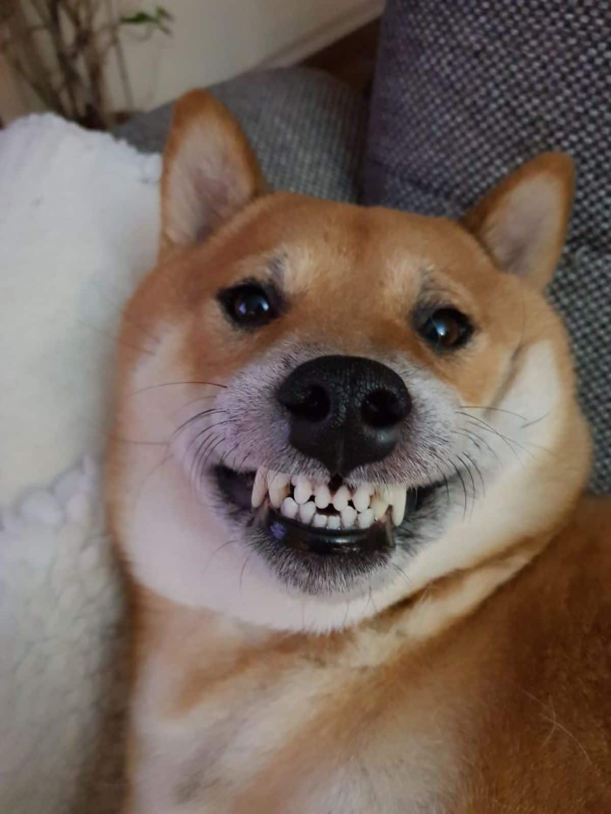 brown and white shiba inu smiling with the teeth showing