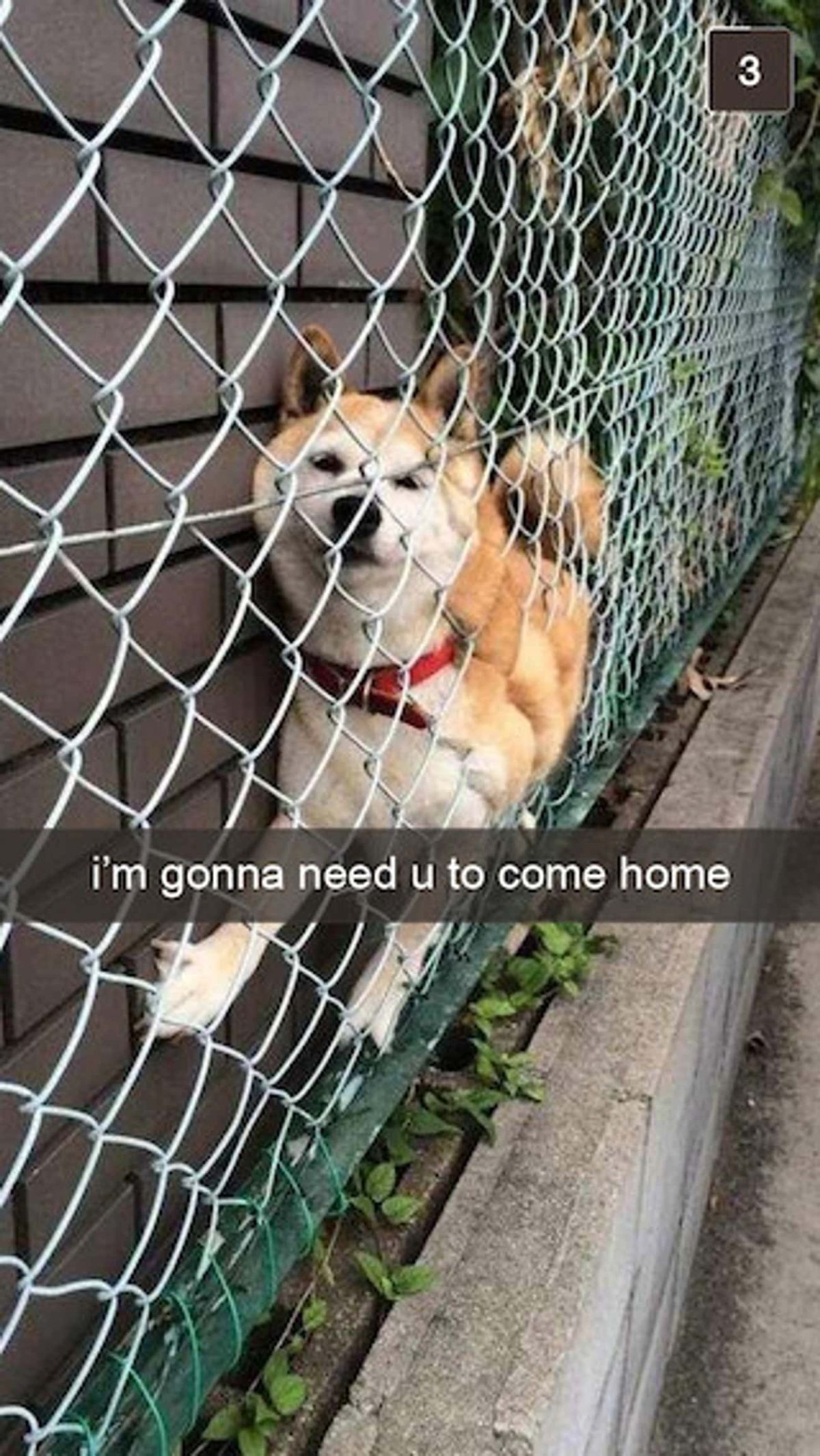 brown and white shiba inu stuck between grey metal fence and brick wall with the caption i'm gonna need u to come home