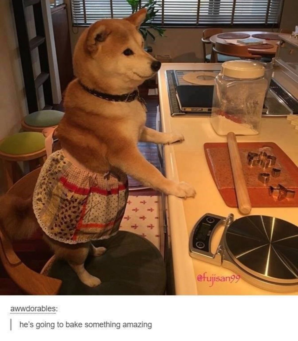 brown and white shiba inu wearing an apron on hind legs with front paws on counter with baking utensils
