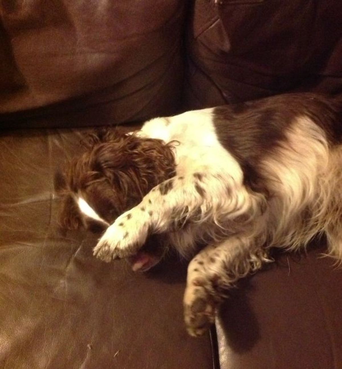 brown and white spaniel laying on brown sofa with the paw covering the eyes