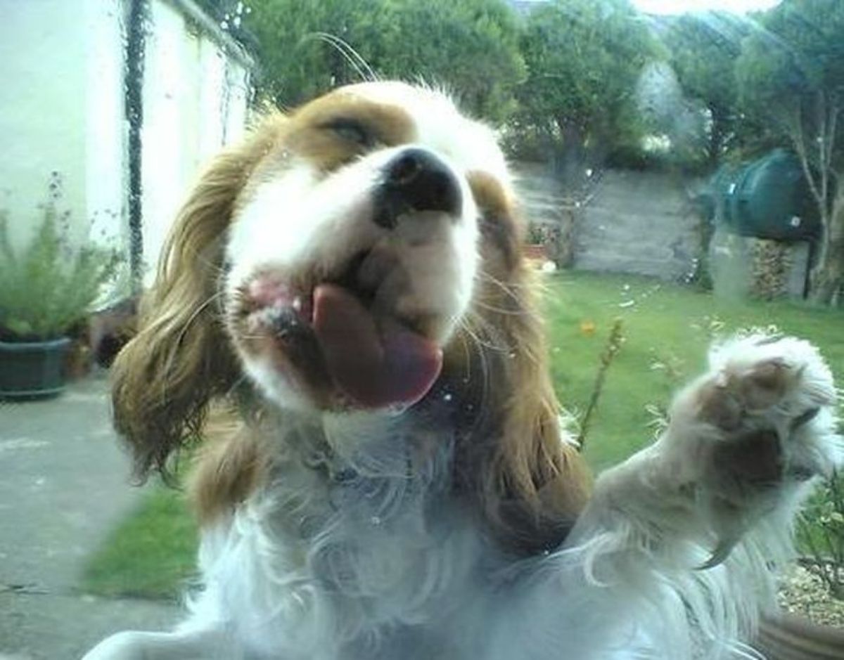 brown and white spaniel licking a glass window