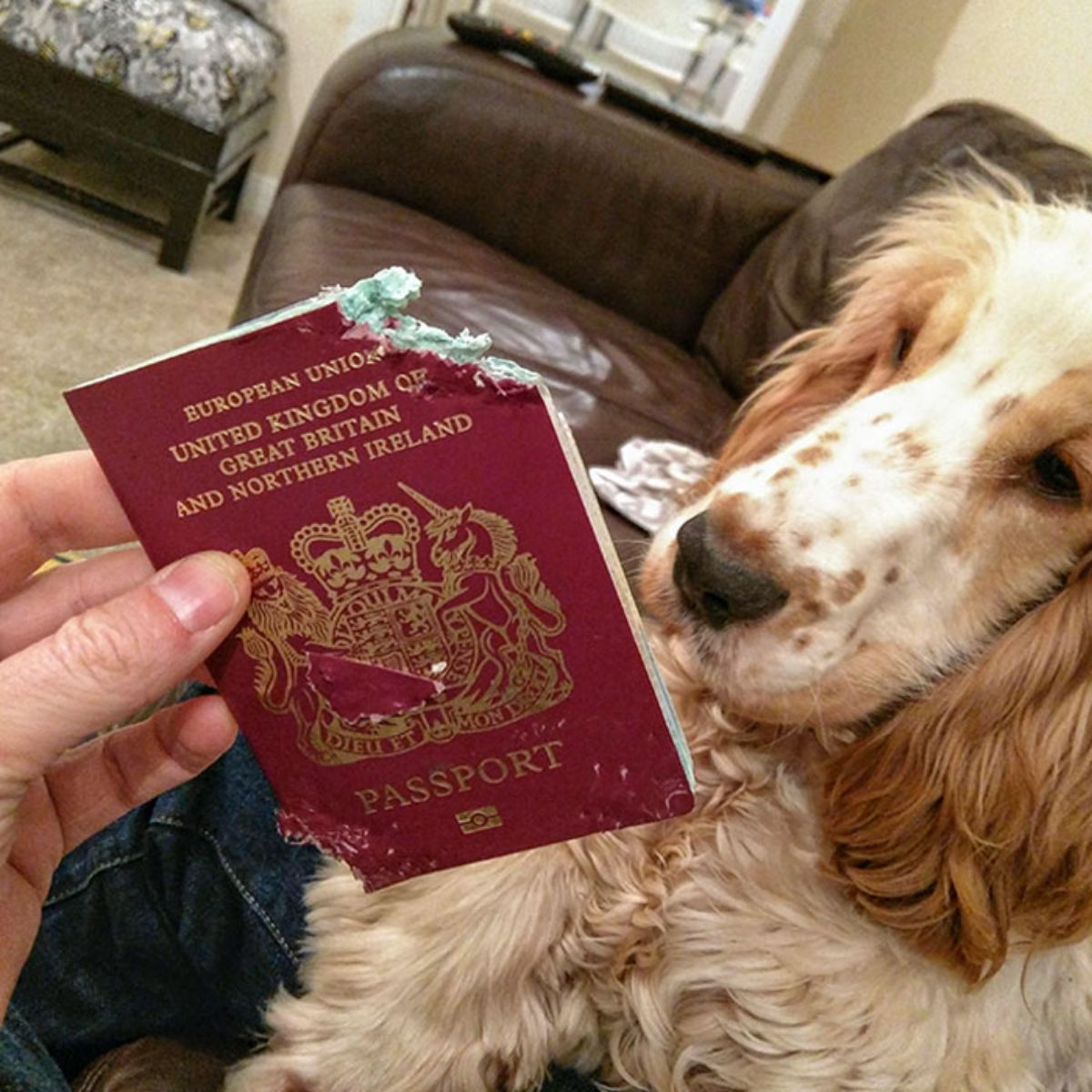 brown and white spaniel on a brown sofa with someone holding up a chewed up european union passport