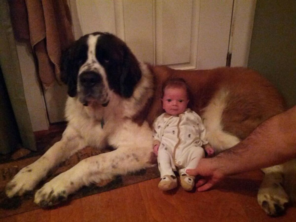brown and white st bernard laying on the floor with a baby leaning against the stomach