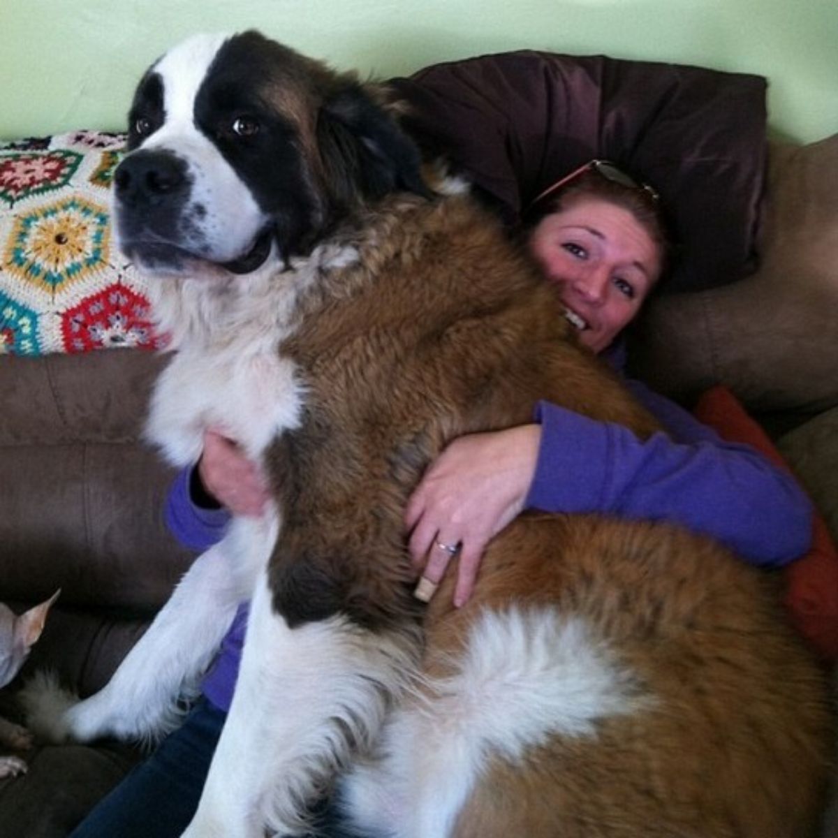 brown and white st bernard sitting on a person who is hugging the dog