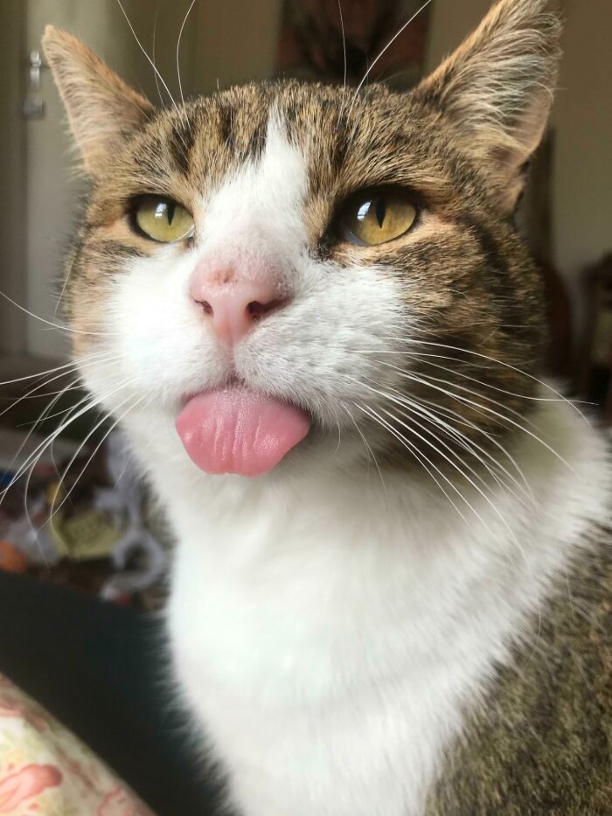 brown and white tabby cat with the tongue sticking out