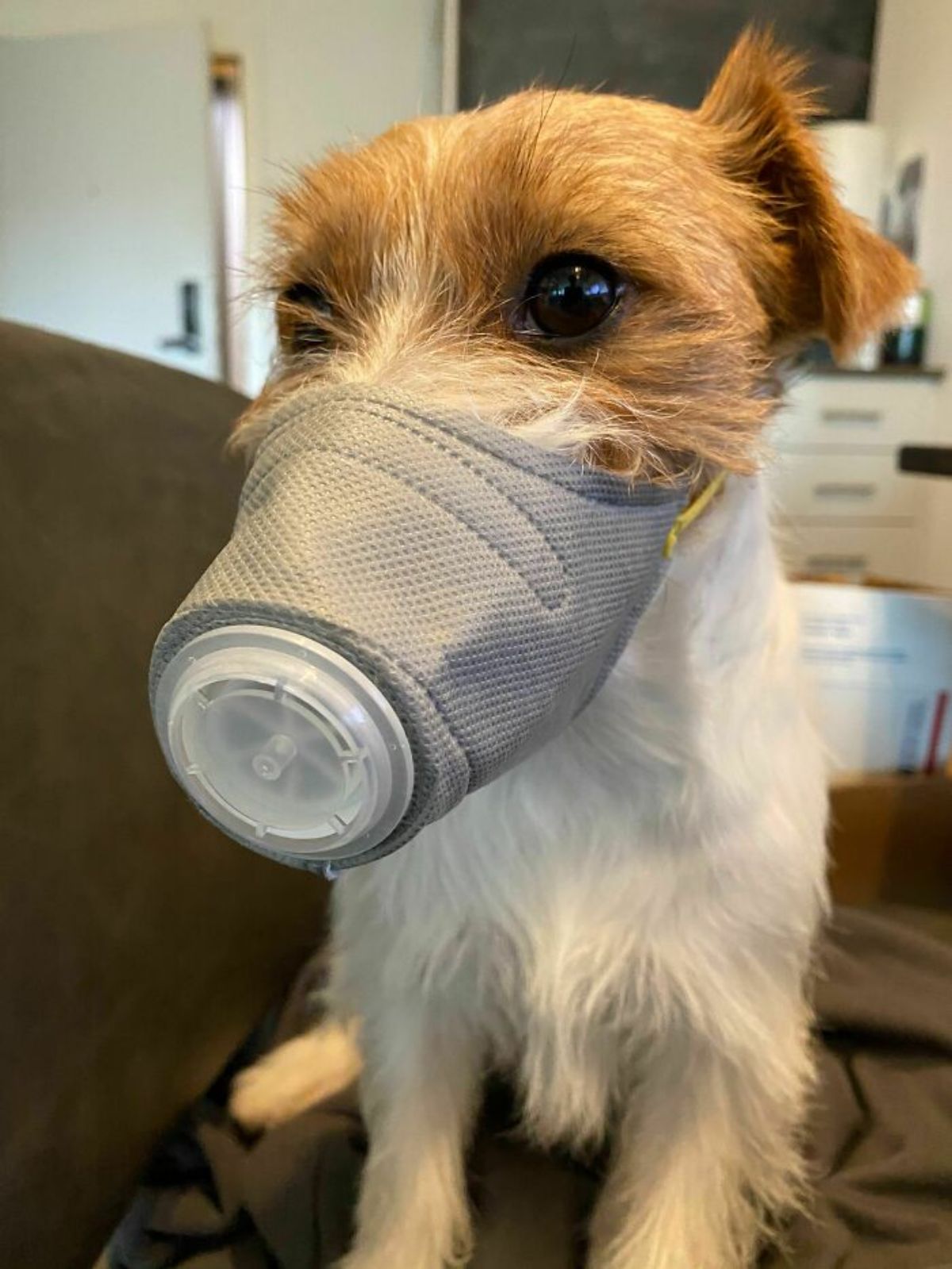 brown and white terrier with a grey air filter mask