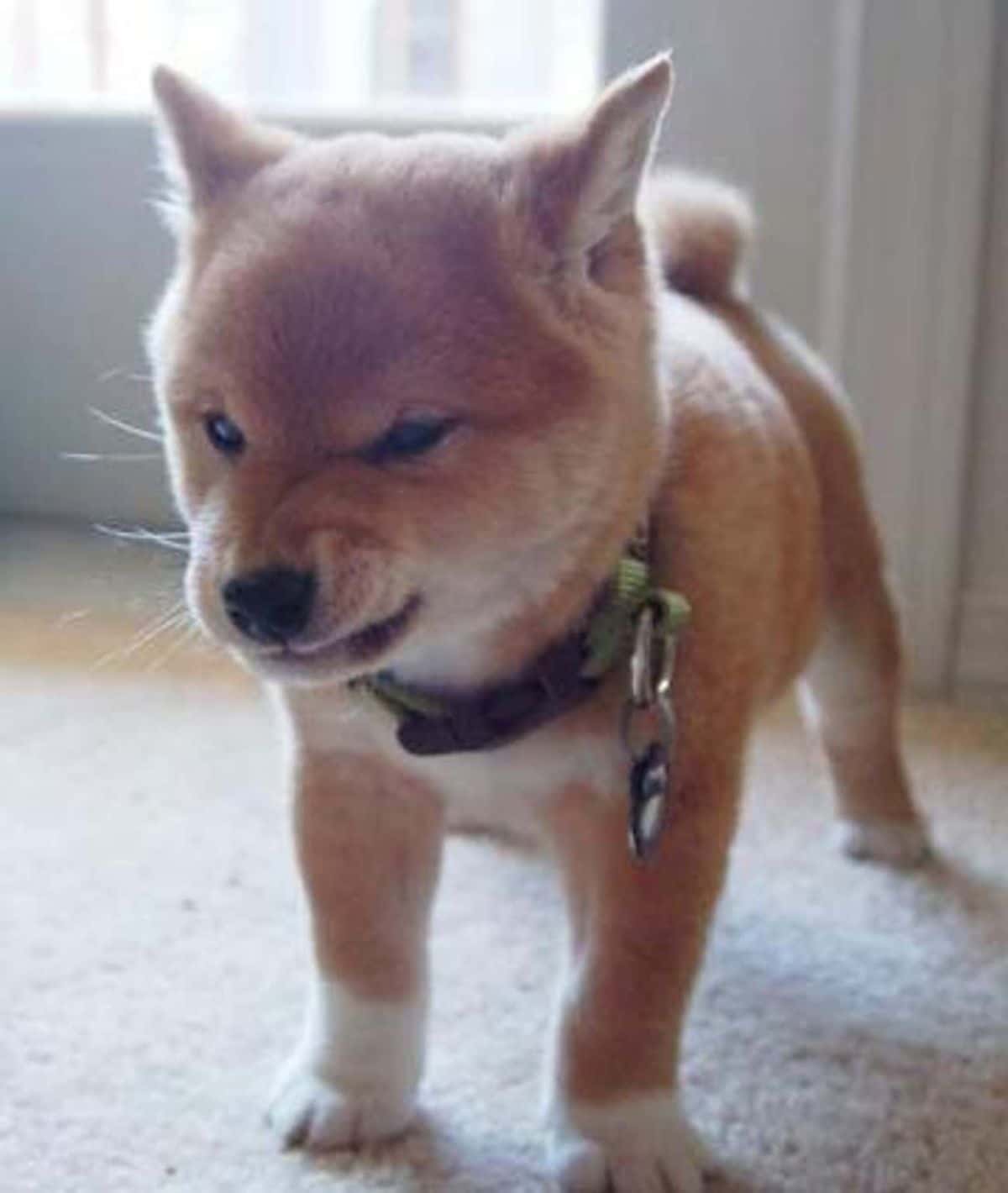 brown and whtte shiba inu standing looking angry and growling