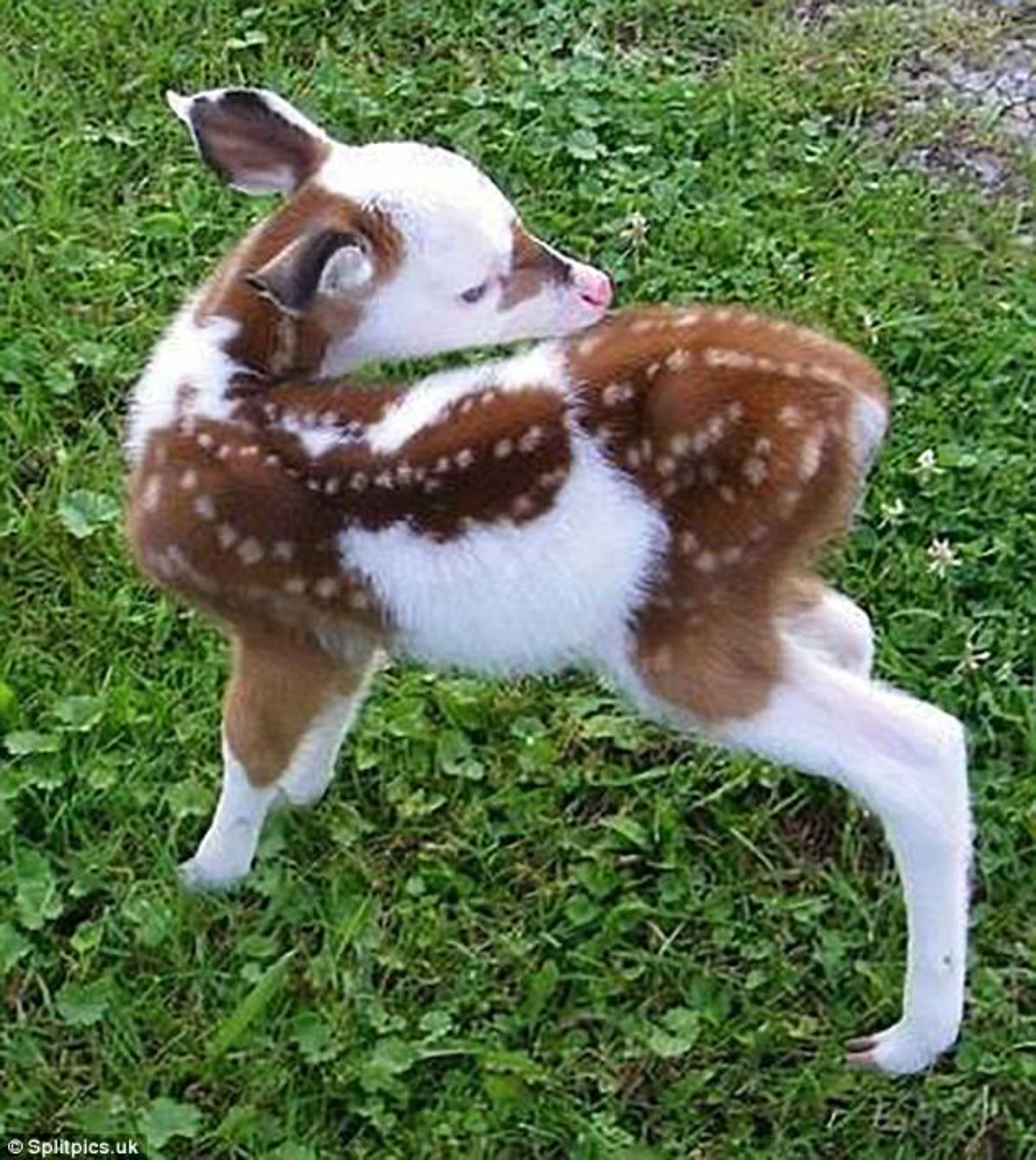 brown baby deer with a white face, white legs and part of the body is white