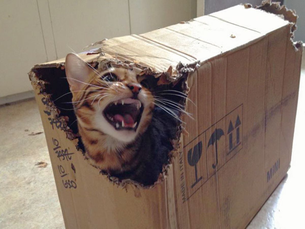 brown bengal cat growling from inside a cardboard box that has a hole in it