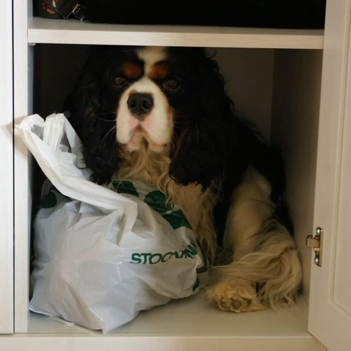 brown black and white dog inside a cupboard shelf next to a white plastic bag