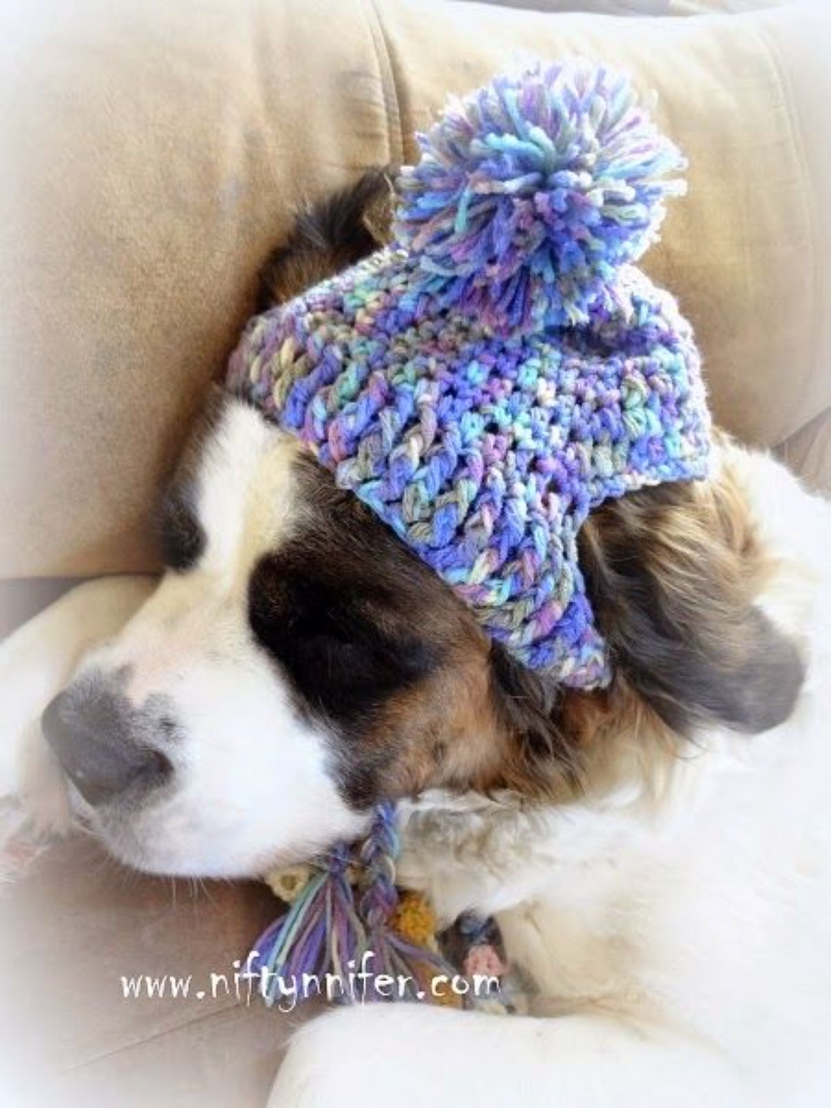 brown black and white dog wearing a purple blue and yellow crocheted hat with a pom pom on the top