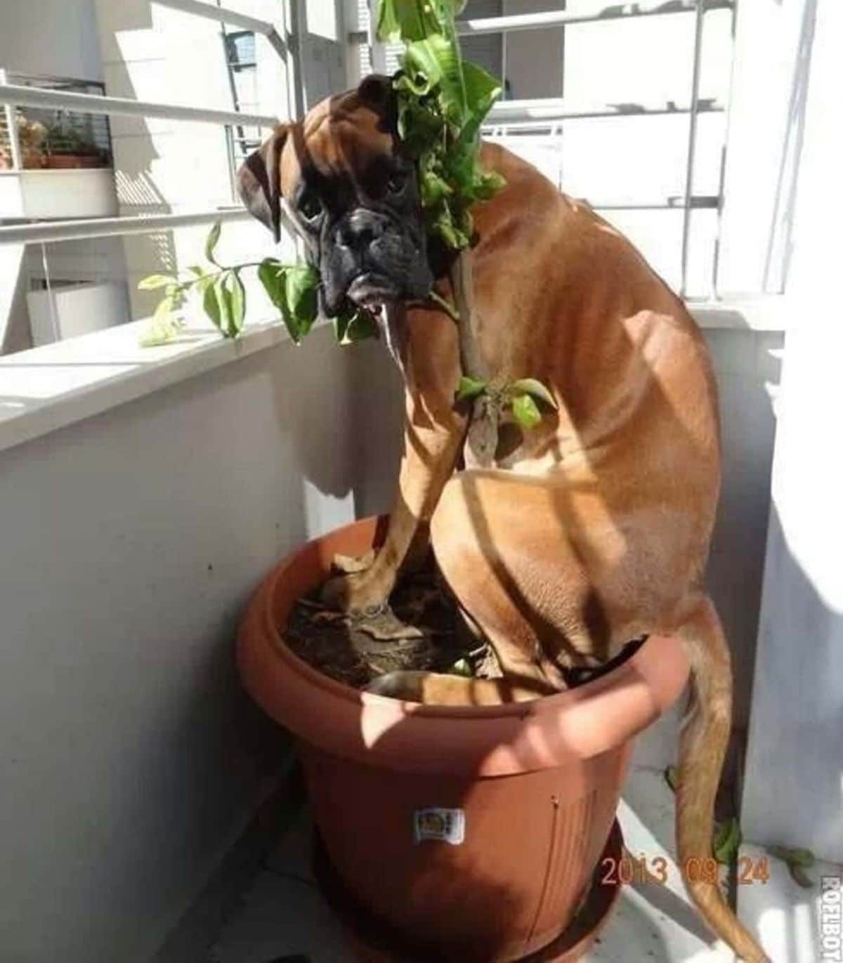 brown boxer sitting on a brown pot with a green plant on a balcony
