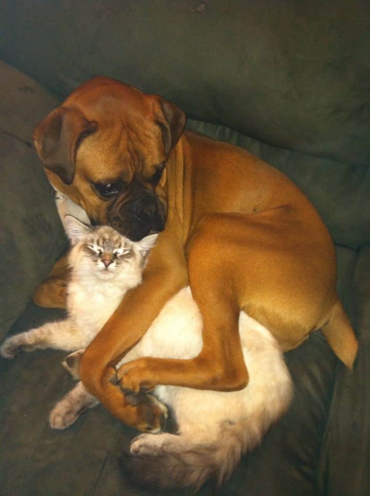 brown bullmastiff laying on a brown sofa and cuddling a light brown siamese cat
